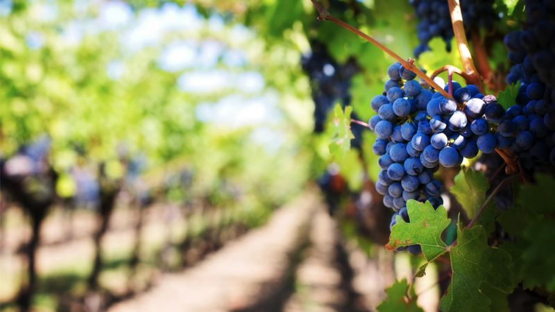 Lucrările de vară specifice viticulturii